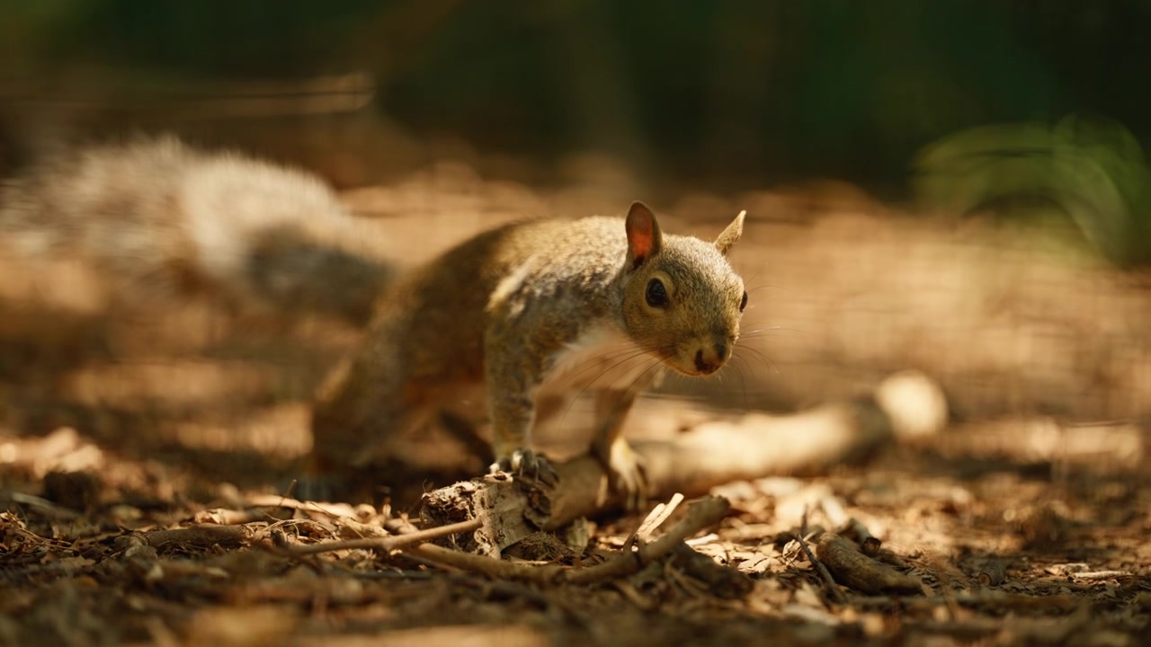 Scoiattolo grigio orientale in cerca di cibo sul suolo della foresta