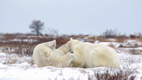 two white bears frolic and play on the snowy terrain, their joyful antics bringing a sense of delight to the wintry landscape