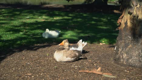 large australian duck sitting under a tree on a sunny day cleaning itself