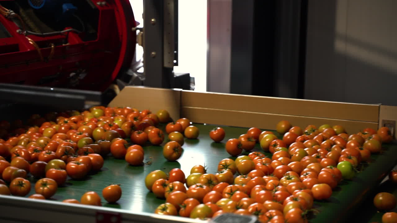 새로 재배 된 토마토를 분류하는 산업 공장, 모션 뷰