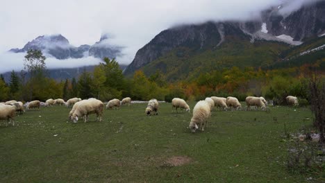 Sheep-grazing-on-green-grassy-meadow-with-Autumn-landscape-and-Alpine-mountains-background