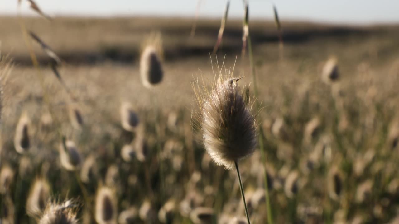 A field alive with light; pretty heads of dry grasses gently blow in the breeze at sunset. Foreground focus to background shot