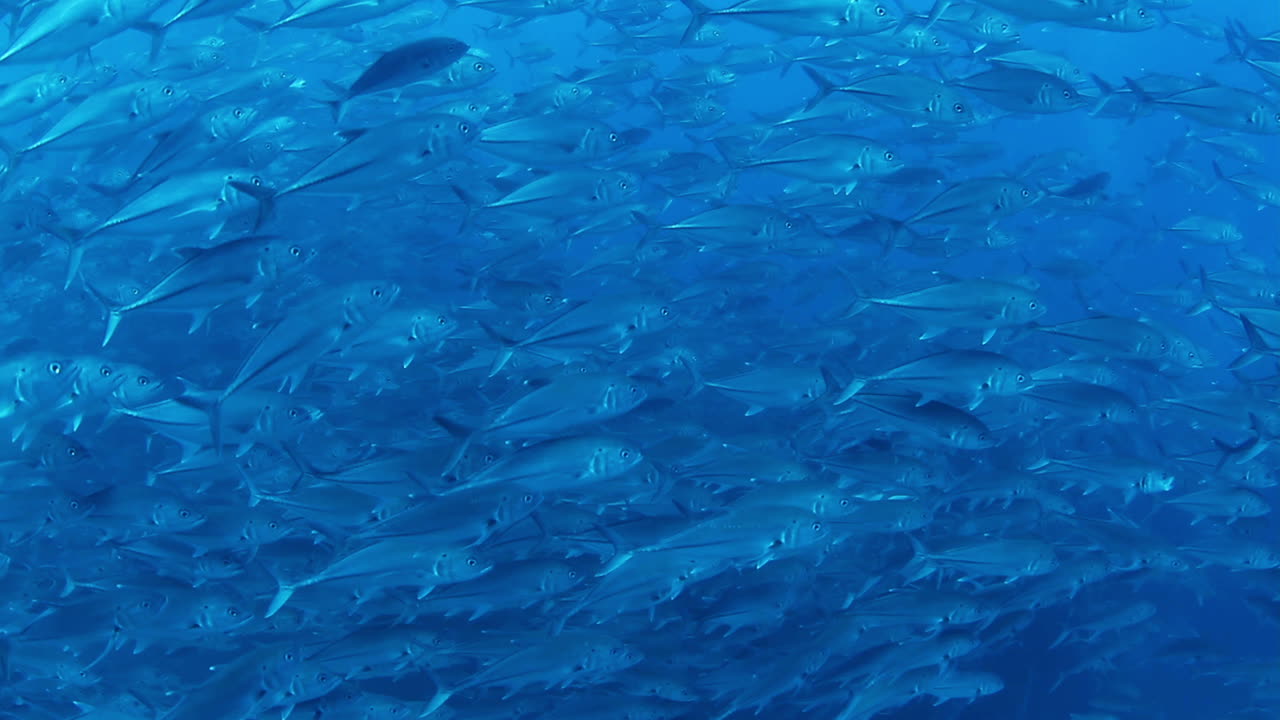 멕시코 다이빙 0 09