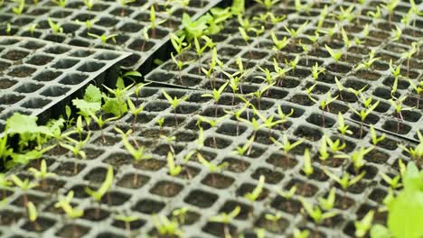 small sprouts peppers in pots. seedlings. nursery of peppers. greenhouse with baby peppers plants. pots full of soil.