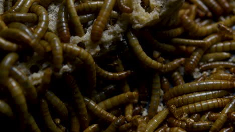 The-Mealworm-is-a-species-of-Darkling-Beetle-used-to-feed-pets-like-fish,-snakes,-birds,-and-frogs