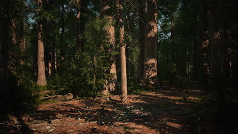 giant sequoia trees towering above the ground in sequoia national park