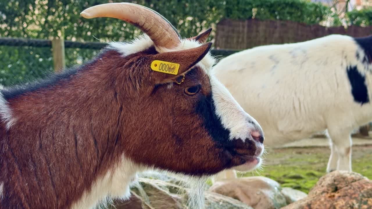 Primo piano di una capra domestica con corna ricurve e targhetta auricolare identificativa, in piedi in un recinto di una fattoria rurale con altre capre sullo sfondo