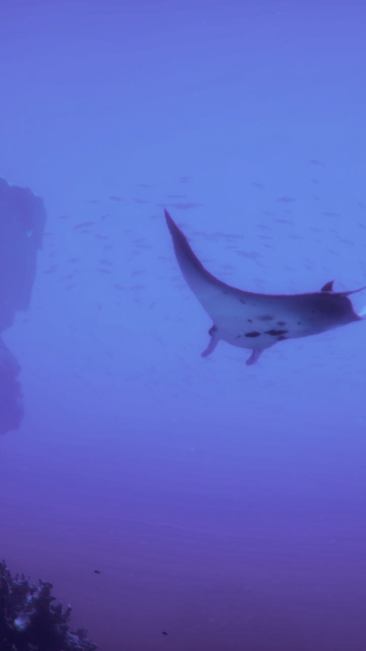 Manta ray glides through blue underwater landscape with coral formations