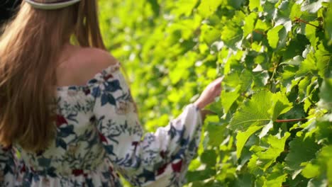 stunning hd footage of a young white caucasian woman walking and gently touching the green leaves with her hand in a vineyard in the heart of prlekija, slovenia