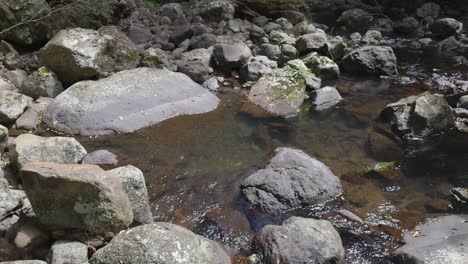 flowing creek amidst lush rainforest scenery