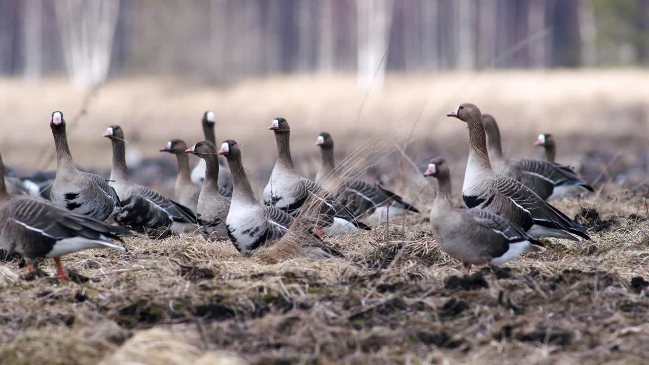 gran bandada de gansos de frente blanca y otros durante la migración de primavera descansando y alimentándose en el despegue de la pradera