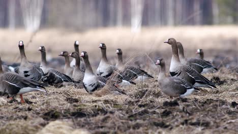 Große-Herde-Von-Blässgänsen-Und-Anderen-Gänsen-Während-Des-Frühjahrszugs,-Die-Sich-Auf-Der-Wiese-Ausruhen-Und-Fressen,-Heben-Ab