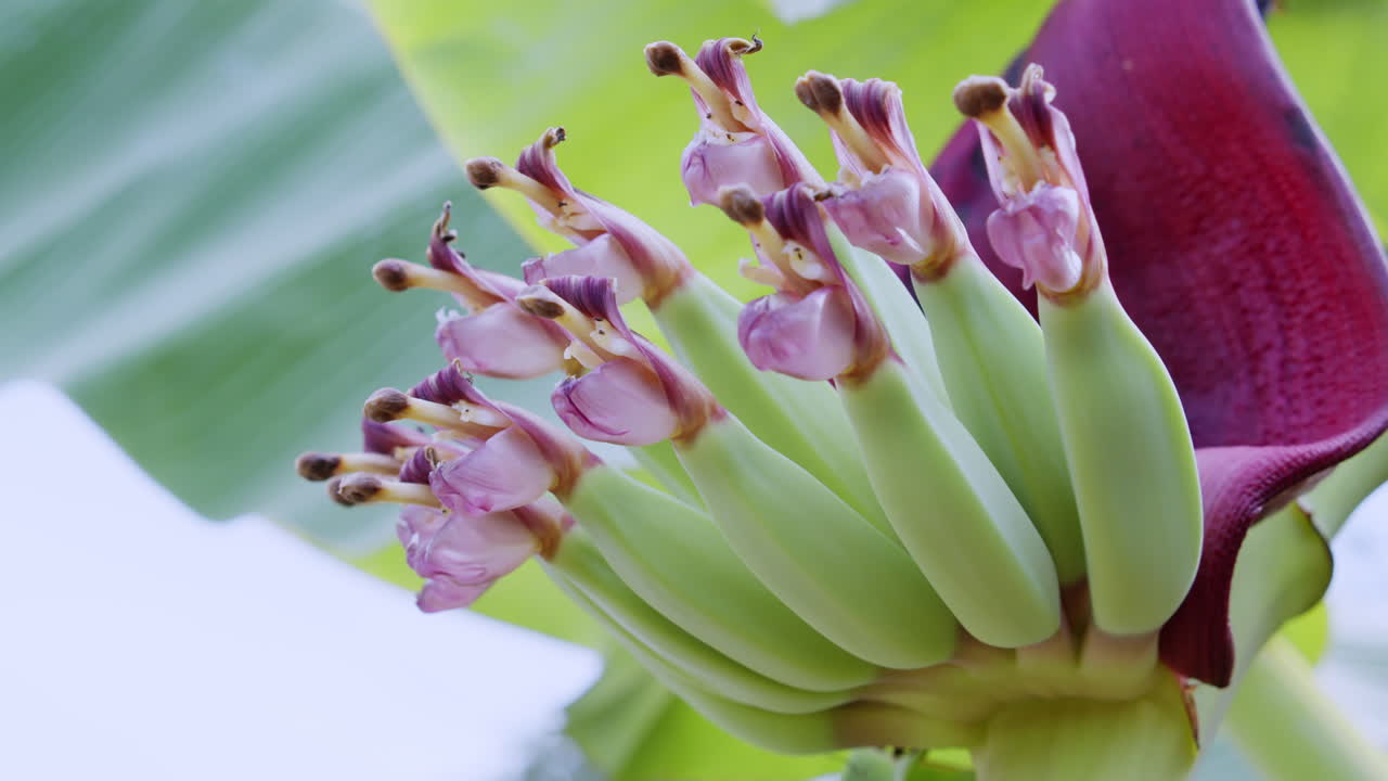 A stunning close-up of a blooming banana flower showcasing vibrant colors in its natural habitat