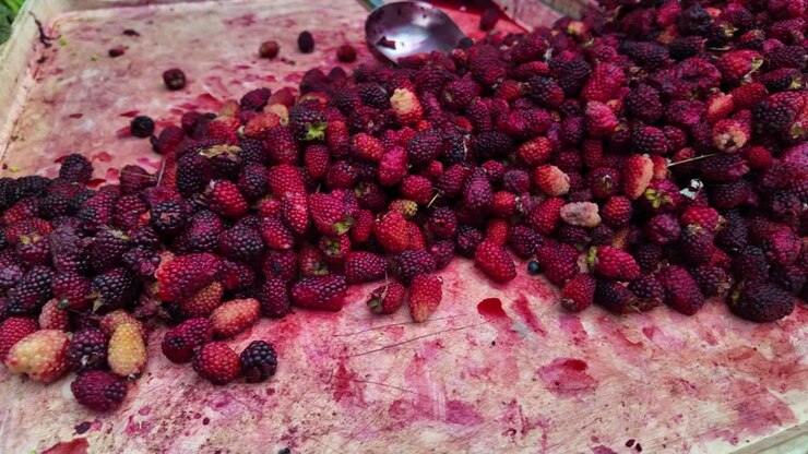 Seasonal fruit. Large pile of fresh ripe blackberries and strawberries, with a scoop at street market stall.