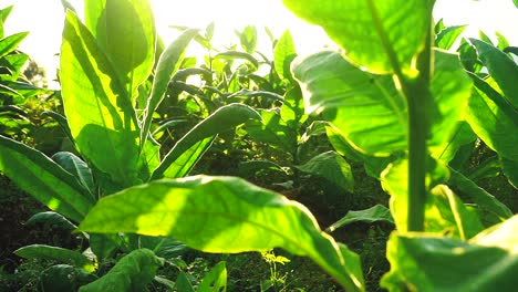Tabakpflanze-In-Plantage-Morgens-Mit-Sonnenstrahl,-Temanggung,-Zentral-Java,-Indonesien