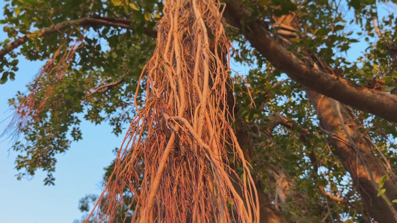 Telecamera che si muove verso l'alto sulle radici di un vecchio grande albero di Banyan