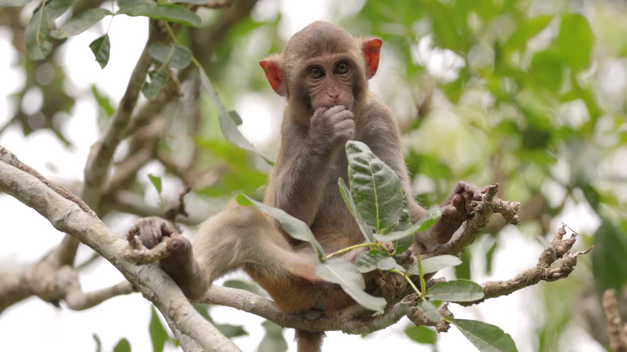 Macaques in nature. Macaques constitute a genus (Macaca) of gregarious monkeys. Macaques are found in a variety of habitats throughout the Asian continent and are highly adaptable