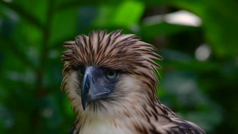 Der-Philippinische-Adler,-Auch-Bekannt-Als-Affenfressender-Adler,-Ist-Vom-Aussterben-Bedroht-Und-Kann-Sechzig-Jahre-Lang-Leben,-Indem-Er-Sich-Von-Affen,-Fliegenden-Lemuren-Und-Kleinen-Säugetieren-Als-Opportunistischer-Raubvogel-Ernährt