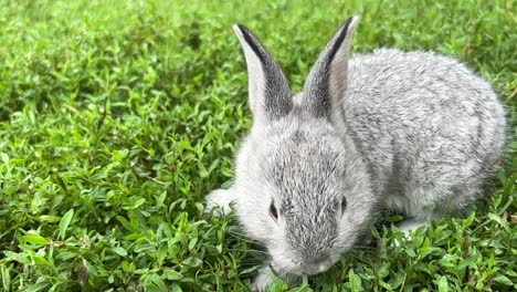 cute grey rabbit foraging in green grass