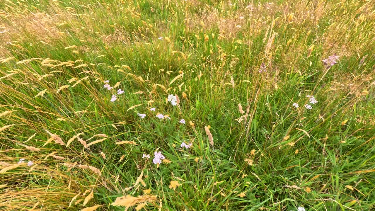 Tall grass and wildflowers sway in bright daylight, gentle wind, wide static shot, summer