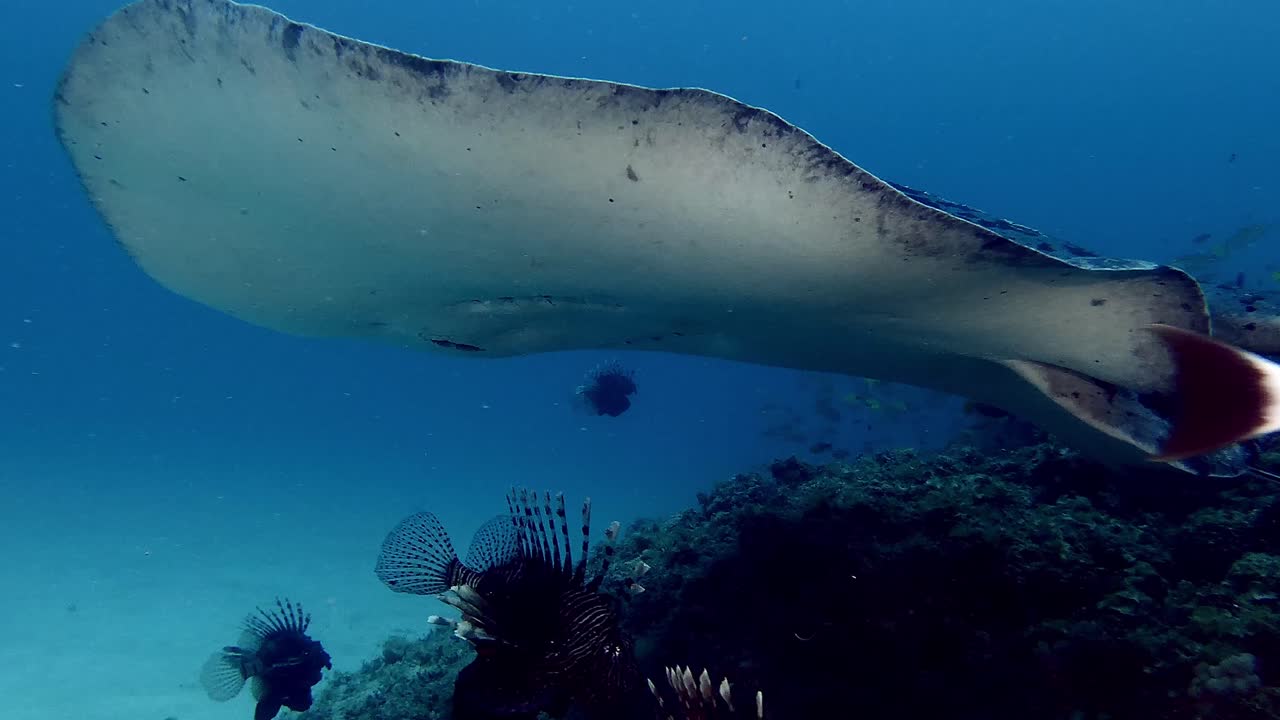Black blotched stingray filmed from underneath swimming over coral reef
