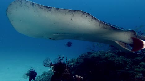 Black blotched stingray filmed from underneath swimming over coral reef