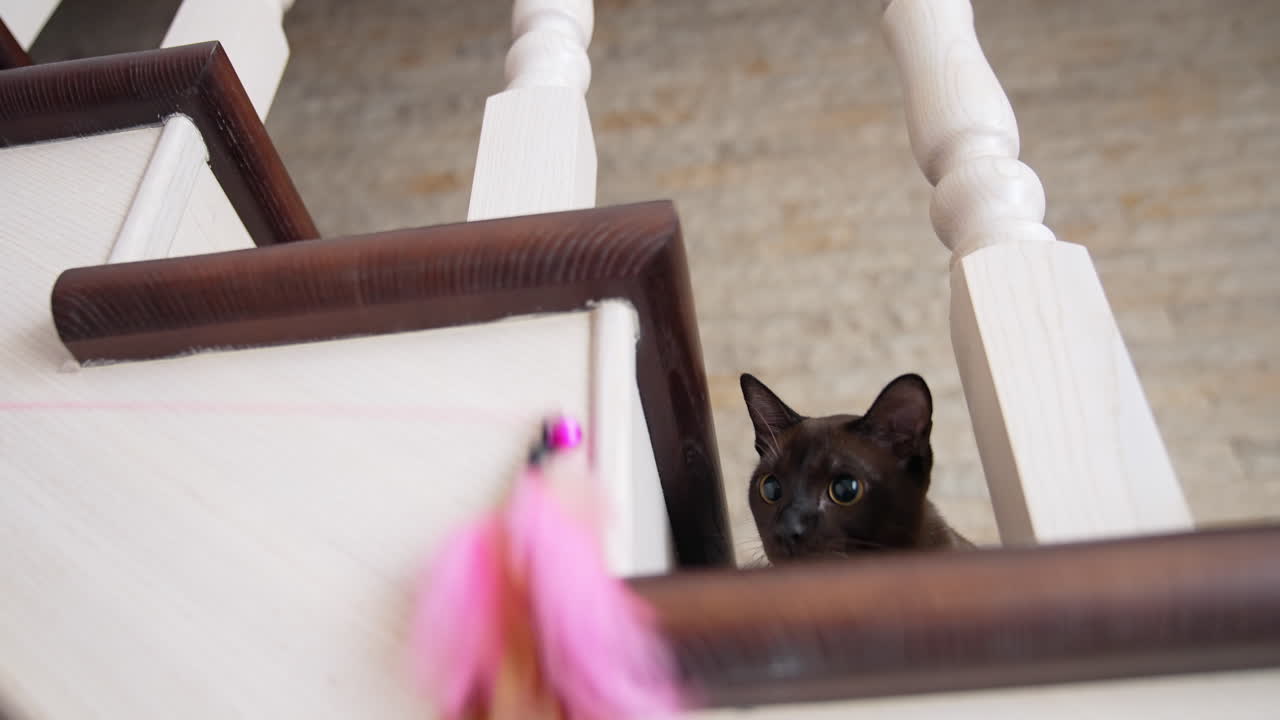 Gatto piccolo e carino che insegue giocattoli. Gattino divertente che gioca con giocattoli curiosi.