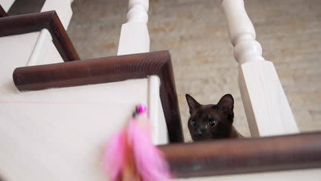 cute little cat chasing toys. funny kitty playing with curious toys.