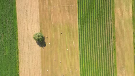 Luftaufnahme-Mit-Der-Landschaftsgeometriestruktur-Vieler-Landwirtschaftlicher-Felder-Mit-Verschiedenen-Pflanzen-Wie-Raps-In-Der-Blütezeit-Und-Grünem-Weizen