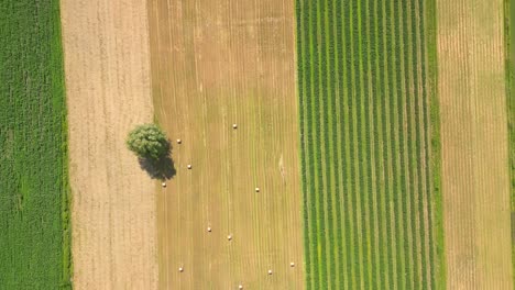 vista aérea con la textura de la geometría del paisaje de muchos campos agrícolas con diferentes plantas como la colza en la temporada de floración y el trigo verde