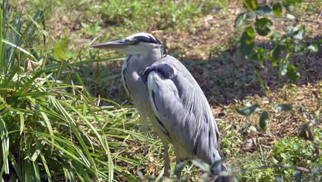 Porträt-Eines-Wilden-Graureihervogels-Draußen-In-Der-Grünen-Natur-An-Sonnigen-Tagen,-Der-Sich-Selbst-Reinigt---Nahaufnahme