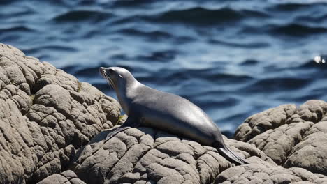 A seal resting on rocky coast by the ocean