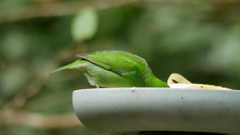 green honeycreeper birds eating fruit in atlantic forest, close up