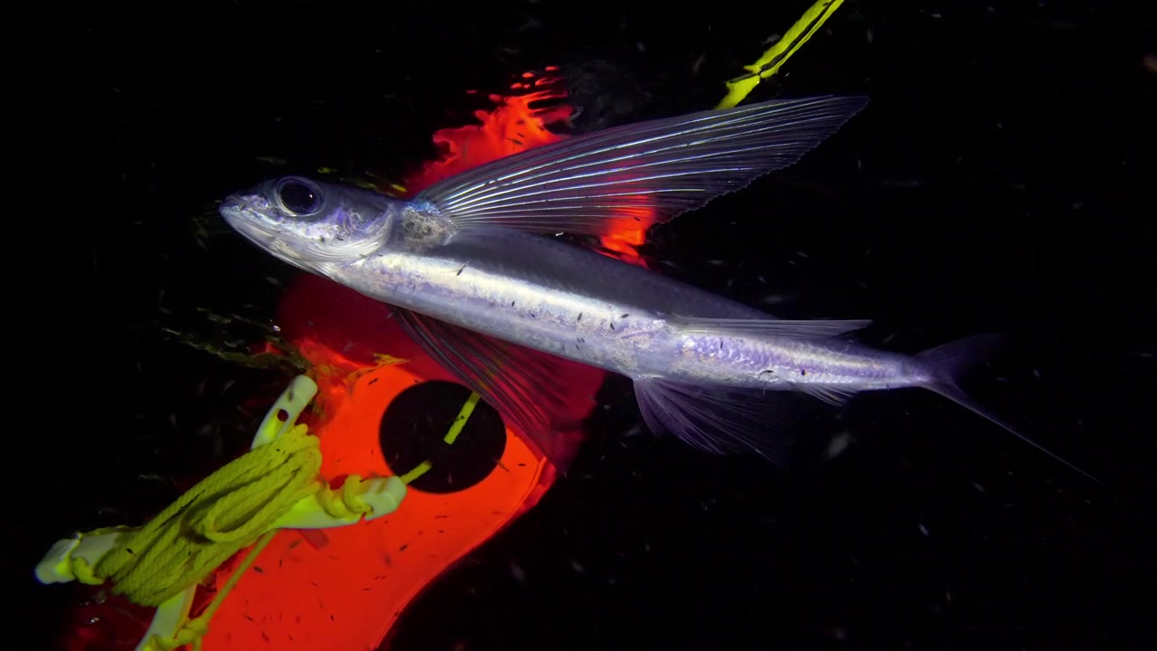Un pesce volante nuota appena sotto la superficie dell'oceano di notte, raggiungendo infine una boa subacquea durante una spedizione in acque profonde in oceano aperto.