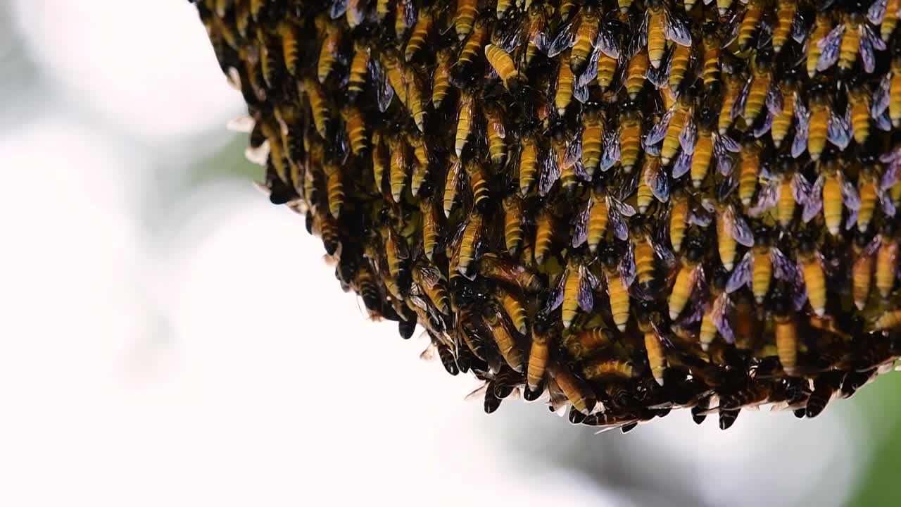 se sabe que las abejas melíferas gigantes construyen grandes colonias de nidos con bolsillos simétricos hechos de cera para almacenar miel como fuente de alimento.