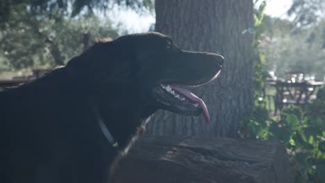 retrato lateral de un adorable perro labrador negro con la lengua afuera
