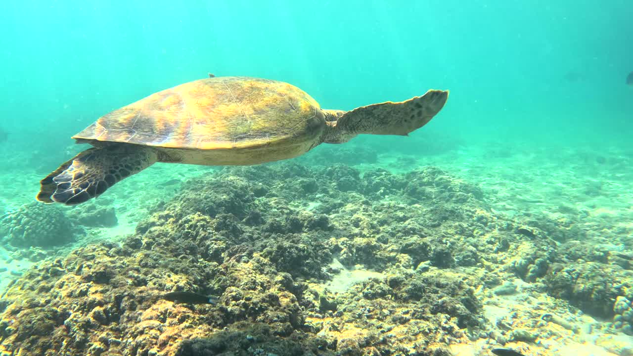 Slow Motion Sea Turtle Underwater at Daymaniyat Islands Muscat Oman in Clear Blue Ocean