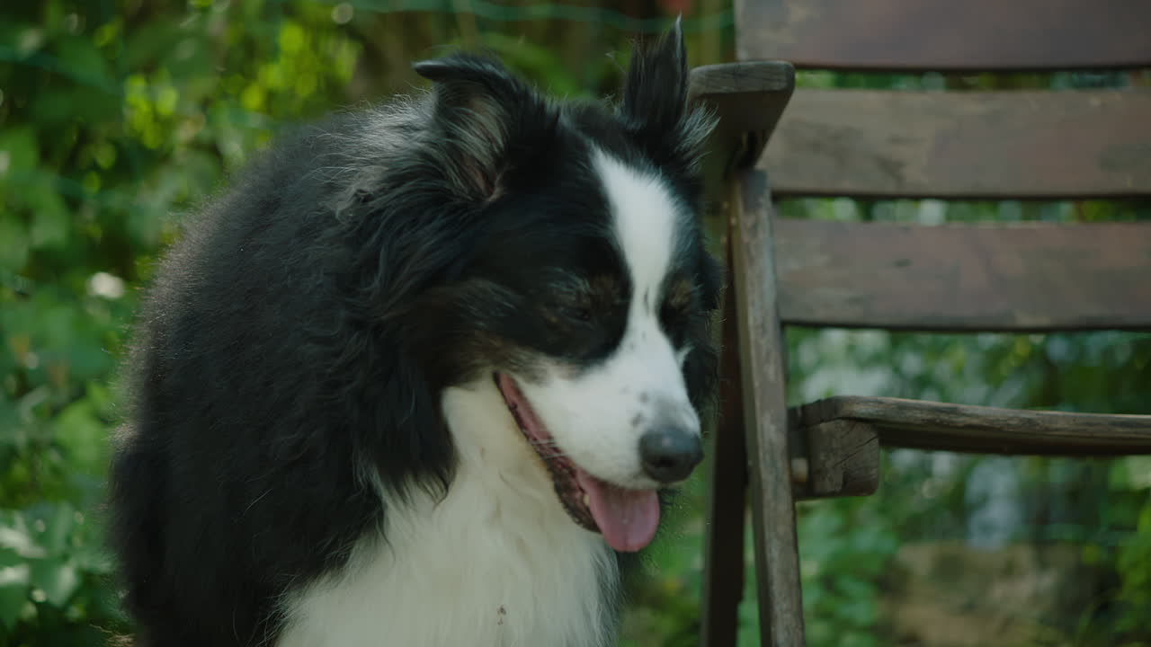Utendørsbilde av en hund som står ved en trestol og begynner å snuse på buskene, ser opp og observerer naboene