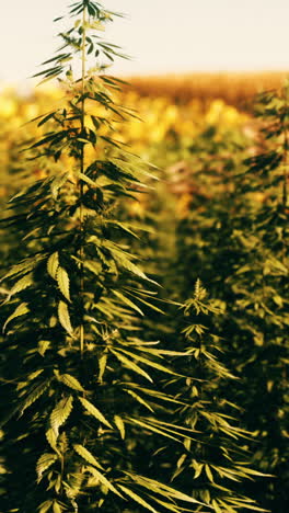 close-up of hemp plants in a field