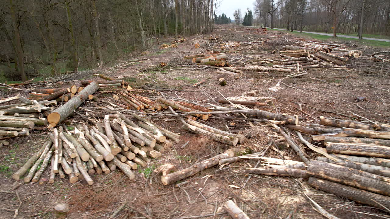 Lateral shot sjhowing field of wood cleared trees in Poland - Destruction of nature