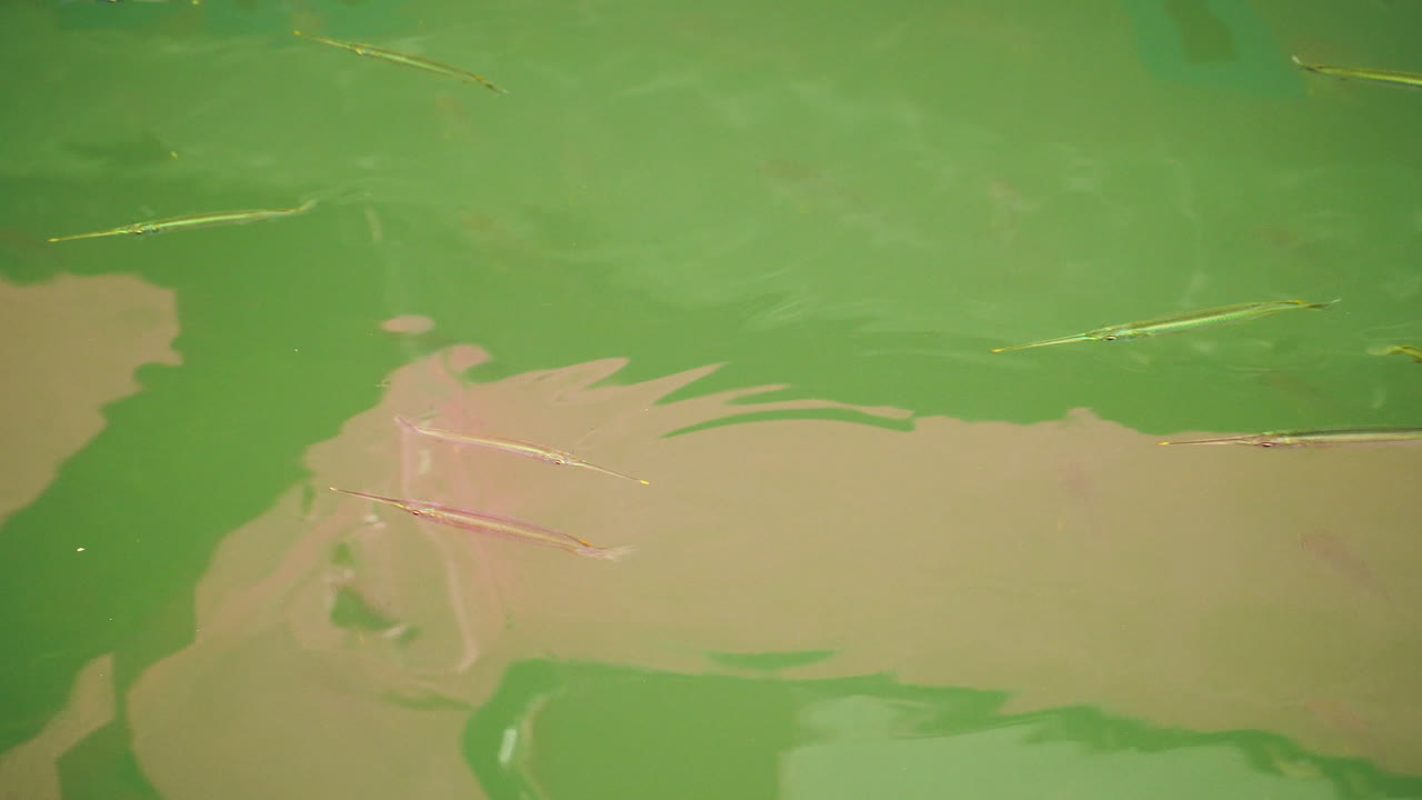 바다 의 파도 같은 왜곡 된 표면 을 통해 볼 수 있는 바늘 물고기