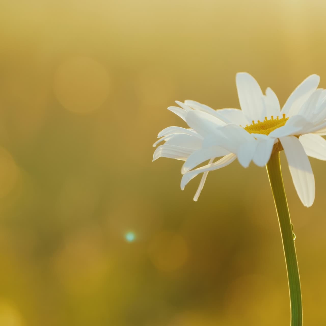 데이지는 꽃밭에서 자랍니다 1