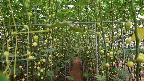 fresh green figs on the fig tree branches inside the greenhouse in the united arab emirates