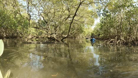 female person kayaking through a secluded mangrove forest participating in a citizen science project