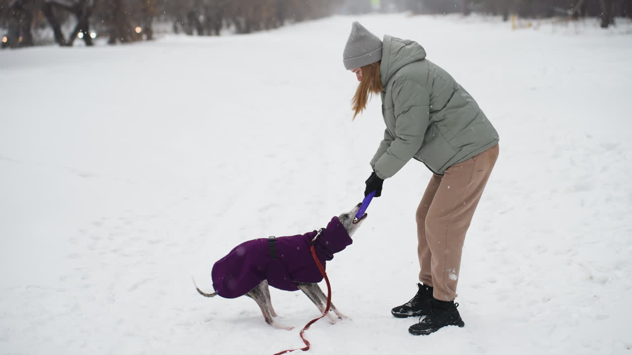 Woman dressed in green winter jacket and beige pants playing tug-of-war with dog wearing purple coat in snowy outdoor setting. Dog bites purple toy while woman holds it, creating fun winter interaction