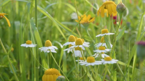 Small-white-daisy-flowers-in-green-grass-with-spring-breeze