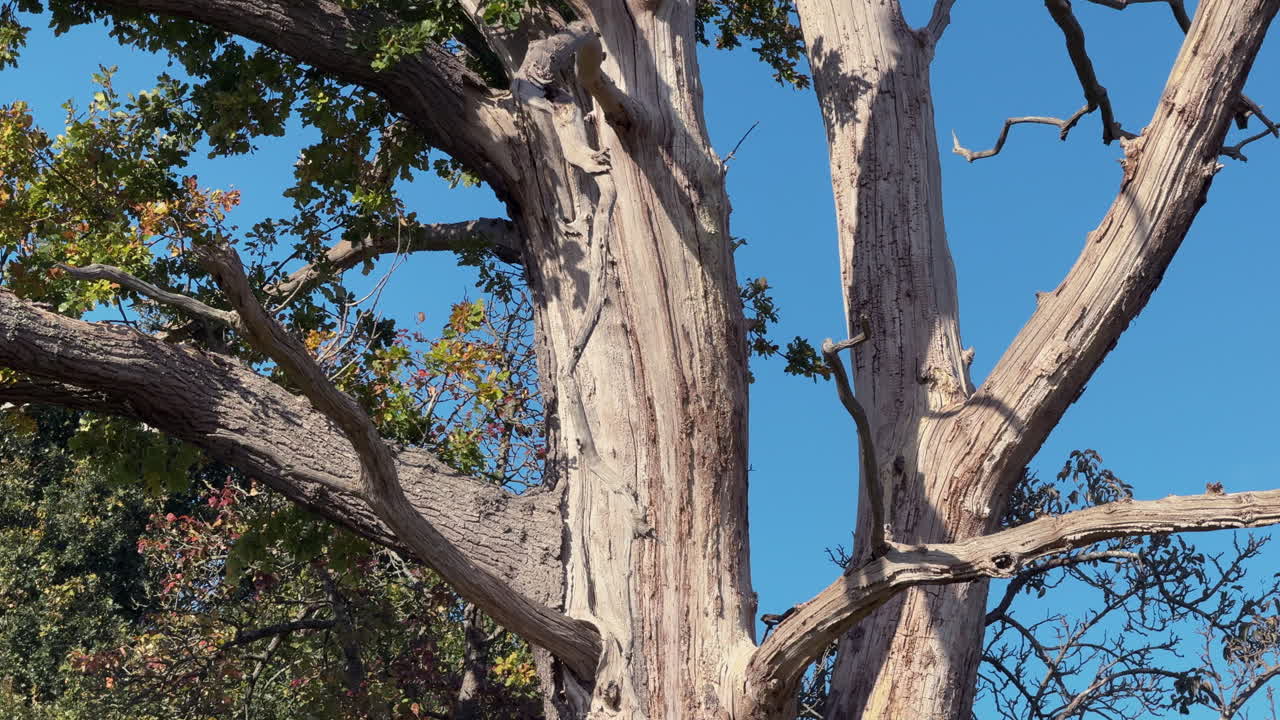 The bare trunk, limbs and branches of a dead tree set against trees in full leaf on a bright autumn day with blue sky and white fluffy clouds, Worcestershire, England