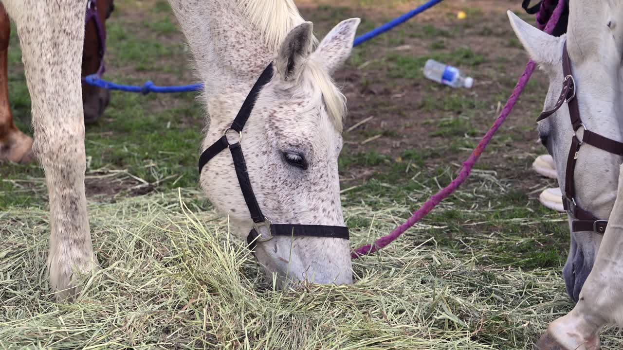 Paarden grazen rustig in het International Endurance Village in de VAE