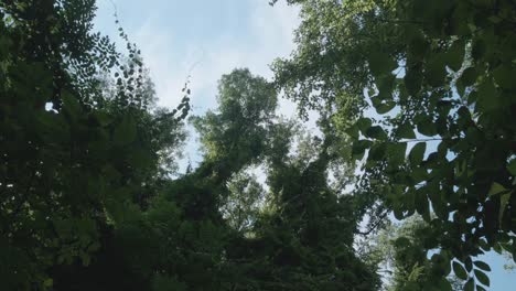 Trees-near-Wissahickon-Creek,-low-angle