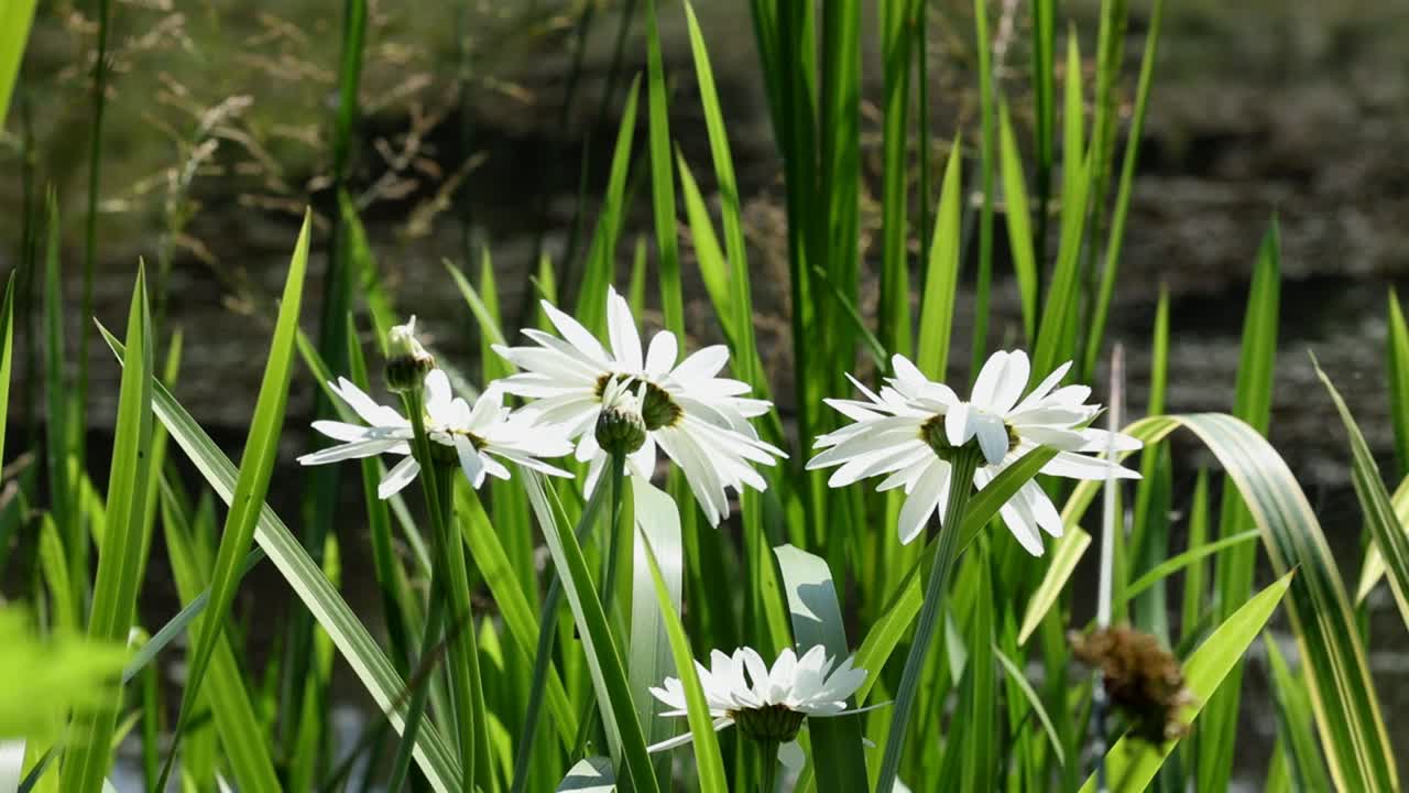 Backlit Daisies and other vegetation at edge of a pond in early Summer. UK